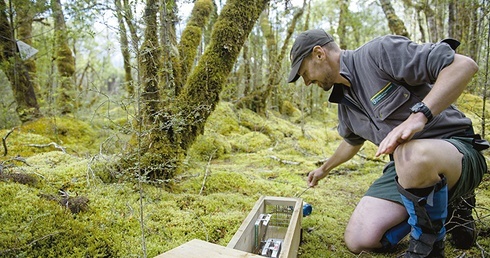 Na zwalczanie „obcych” drapieżników Nowozelandczycy wydadzą miliony dolarów. Na zdjęciu: pułapka na oposy.