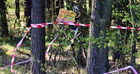 Czy las jest zdrowy?