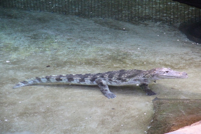 Afrykarium przyciąga