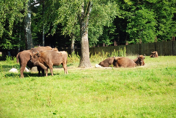 Cielne żubrzyce znikają z śródleśnych łąk