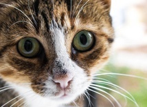 Włochy: 12 dni po trzęsieniu ziemi z ruin wydobyto żywą kotkę