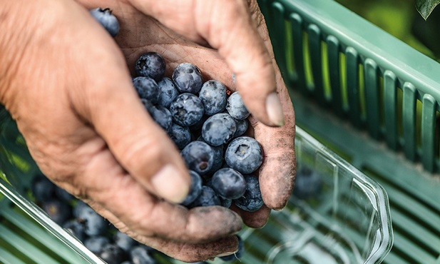 Nienależne dofinansowanie dla plantatorów borówek – to jedna z afer wykrytych przez CBA podczas kontroli w samorządach. Brzmi jak żart, ale chodzi o 10 mln zł.