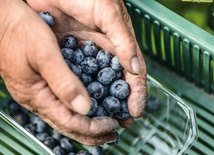 Nienależne dofinansowanie dla plantatorów borówek – to jedna z afer wykrytych przez CBA podczas kontroli w samorządach. Brzmi jak żart, ale chodzi o 10 mln zł.