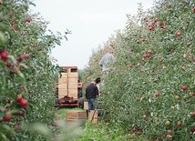 ▲	Sandomierscy sadownicy rozpoczynają owocowe żniwa. 