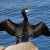 Kormoran zwyczajny