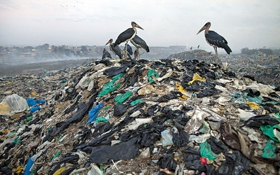 Przedstawiciele niektórych gatunków muszą przyzwyczaić się do jedzenia naszych odpadków, żeby przeżyć.