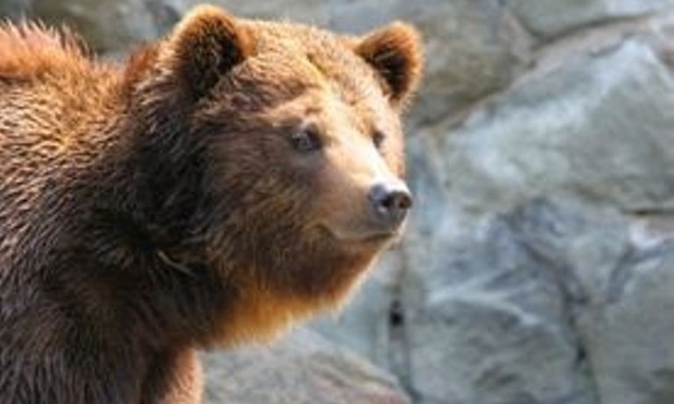 Niedźwiedzica w poznańskim ZOO znalazła pocisk moździerzowy