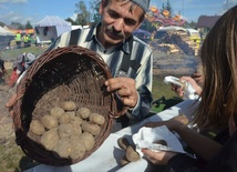 Ziemniaki od św. Tekli  