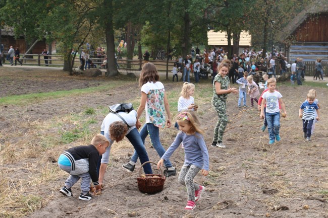 Festiwal Ziemniaka w radomskim skansenie