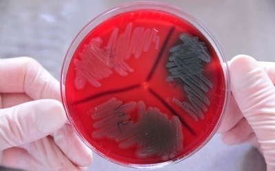 Przydatne bakterie