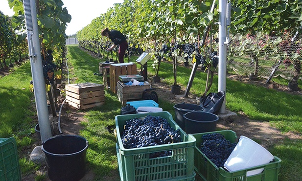 Badania naukowe w winnicy w Faliszowicach.