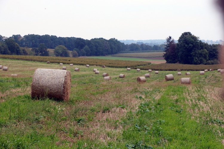 Pielgrzymka trzebnicka nr 10