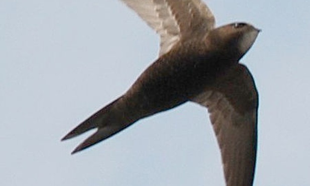 Jerzyk