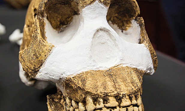 Homo naledi żył dwa miliony lat temu.