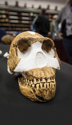 Homo naledi żył dwa miliony lat temu.