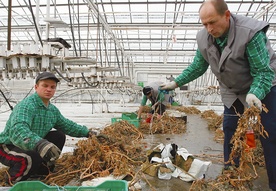 Robotnicy z Winnicy (Ukraina) pracują w gospodarstwie ogrodniczym w Różankach.