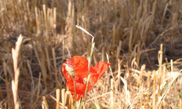 Dziękuje za wierność