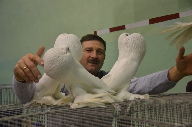 Wystawa gołębi rasowych w Sandomierzu