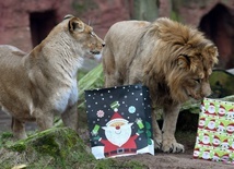 "A ty co dostałeś od Mikołaja?"