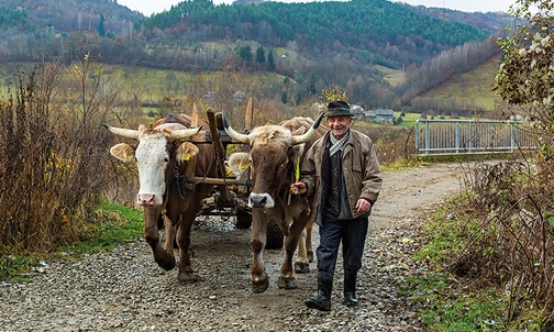 Marmaroskie wioski bardzo zmieniły się w ciągu ostatnich dziesięciu lat. Mimo to nadal można spotkać furmankę ciągniętą przez woły. Ich właściciel utrzymywał, że jego woły są znacznie lepsze od traktora. Sprawy integracji europejskiej niespecjalnie go interesowały. Żałował tylko, że po ukraińskiej stronie Cisy mieszka jego rodzina i chociaż to tak blisko, to jednak daleko, bo Ukraina to przecież inny świat niż Rumunia.