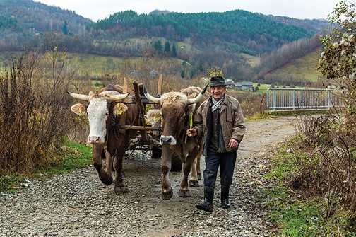 Marmaroskie wioski bardzo zmieniły się w ciągu ostatnich dziesięciu lat. Mimo to nadal można spotkać furmankę ciągniętą przez woły. Ich właściciel utrzymywał, że jego woły są znacznie lepsze od traktora. Sprawy integracji europejskiej niespecjalnie go interesowały. Żałował tylko, że po ukraińskiej stronie Cisy mieszka jego rodzina i chociaż to tak blisko, to jednak daleko, bo Ukraina to przecież inny świat niż Rumunia.