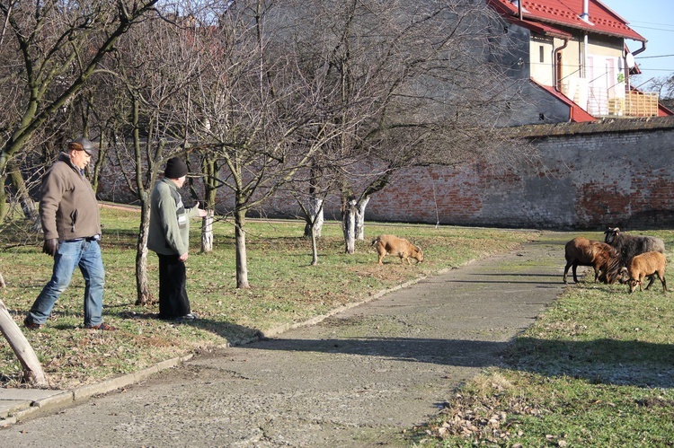 Żywa szopka u bernardynów