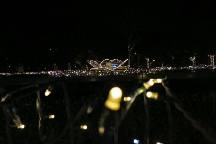 Rozświetlony Park Oliwski