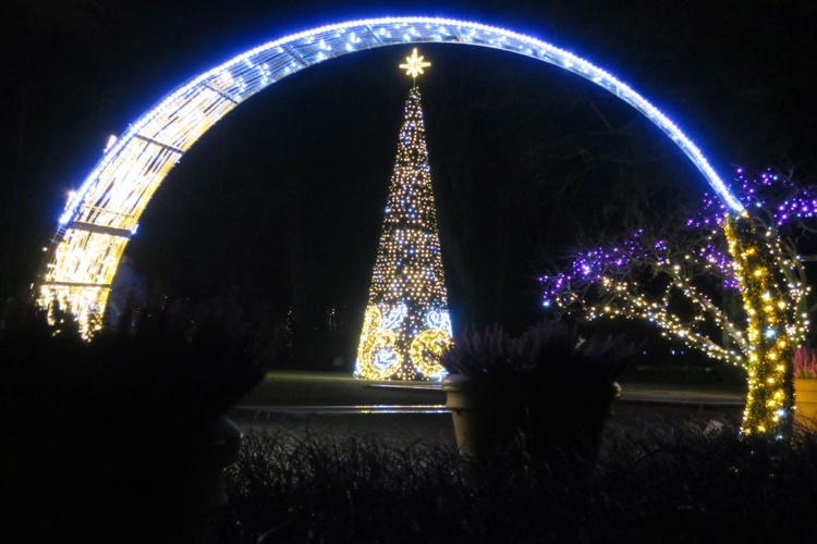 Rozświetlony Park Oliwski