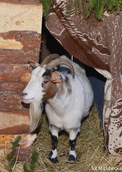Piekarskie Betlejem 2016