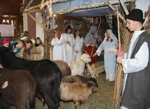 W szopce w kościele są żywe zwierzęta, a młodzież odgrywa rolę pastuszków, św. Józefa i Maryi