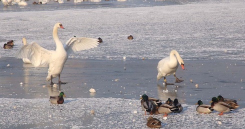 Wisła skuta lodem - zobacz zdjęcia!