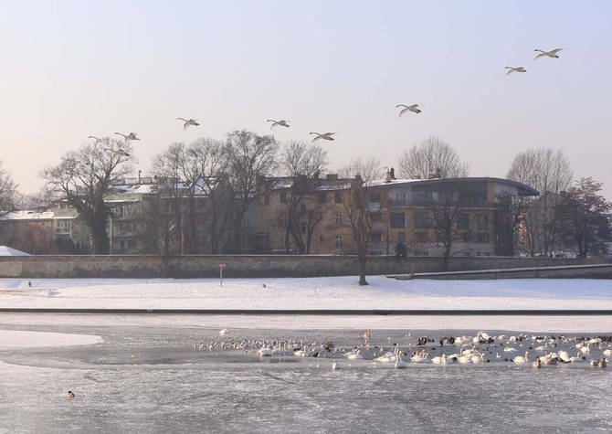 Zamarznięta Wisła w centrum Krakowa