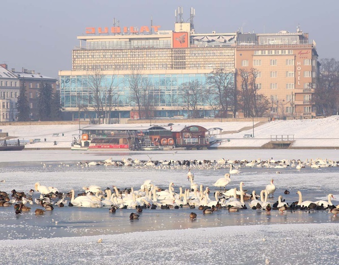 Zamarznięta Wisła w centrum Krakowa