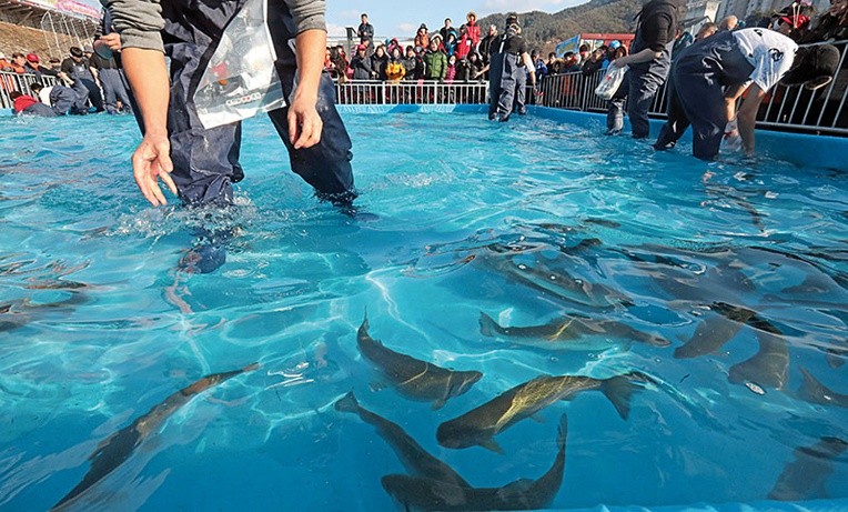 Turyści próbują złapać gołymi rękami pstrąga podczas tradycyjnego zimowego święta.
13.01.2016. Hongcheon  Korea Płd.