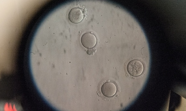 Szczecin: Sąd zakończył postępowanie ws. pomyłki in vitro
