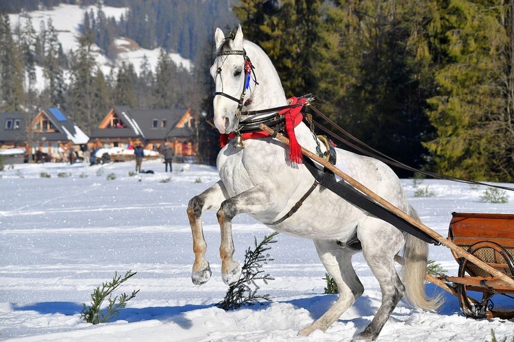 Parada Gazdowska w Małem Cichem