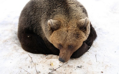 W Bieszczadach obudziły się niedźwiedzie, mogą być groźne