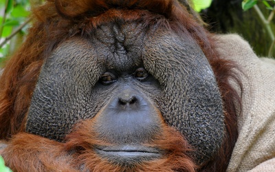 Orangutan Pro Life