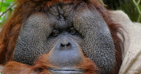 Orangutan Pro Life