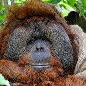 Orangutan Pro Life