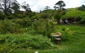 Hobbiton Movie Set - wioska hobbitów w Nowej Zelandii