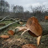 Szykuje się zmiana prawa ws. wycinki drzew