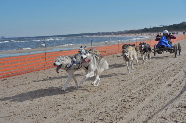 Plażowe pieski