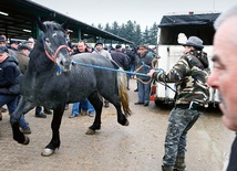 Spacer konia  na jarmarcznym  wybiegu jest niezbędny  do prezentacji  walorów zwierzęcia.