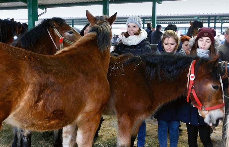 Obrończynie zwierząt z Fundacji „Tara” w oczekiwaniu na transport kupionych zwierząt do swojej stadniny.