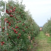 Premie dla rolników 