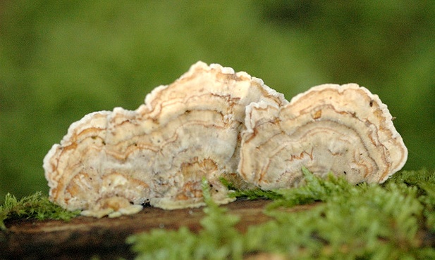 Cerrena unicolor