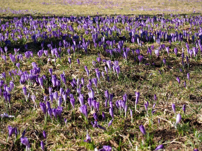 Krokusy w Dolinie Chochołowskiej