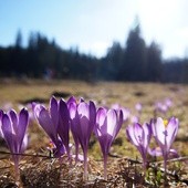 Krokusy w Dolinie Chochołowskiej