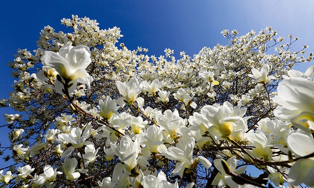 Kwitnąca magnolia. 
29.03.2017 Stuttgart. Niemcy